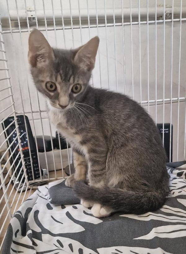 SHERLOCK GATTINO TIGRATO Foto 3